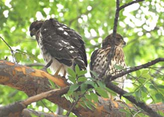 Fledgling Siblings